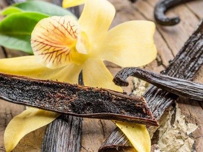 Vanilla plant and stems