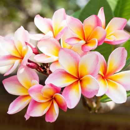 Frangipani (Plumeria Alba L.) Absolute Oil 100%