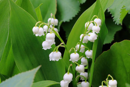 Lily of the valley flowers image
