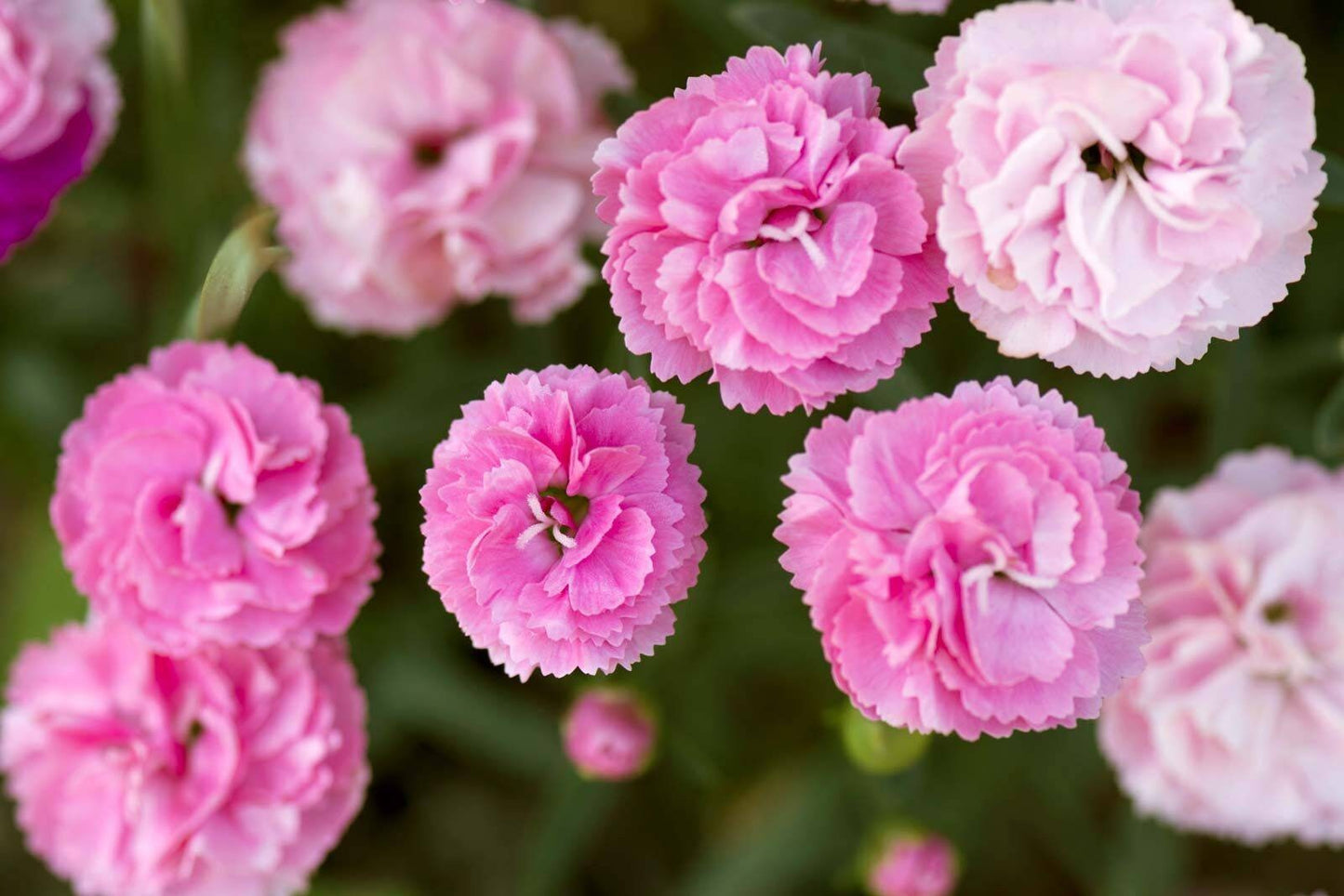 Carnation (Dianthus caryophylius) Absolute Oil 100%