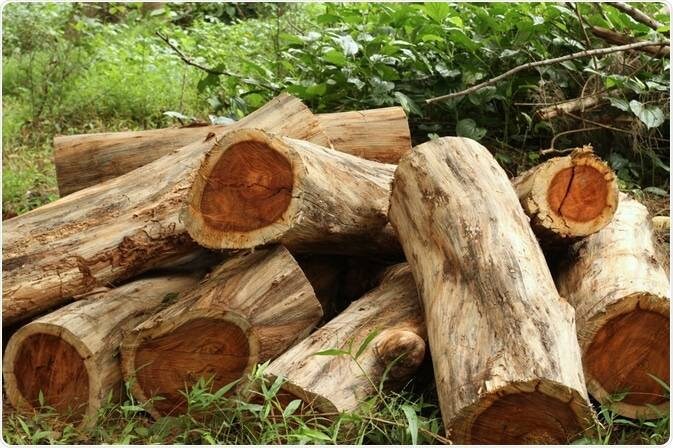 Rosewood (Aniba rosaeodora L.) Essential Oil 10ml